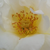 Alb - Trandafir pentru straturi Floribunda - Irène Frain